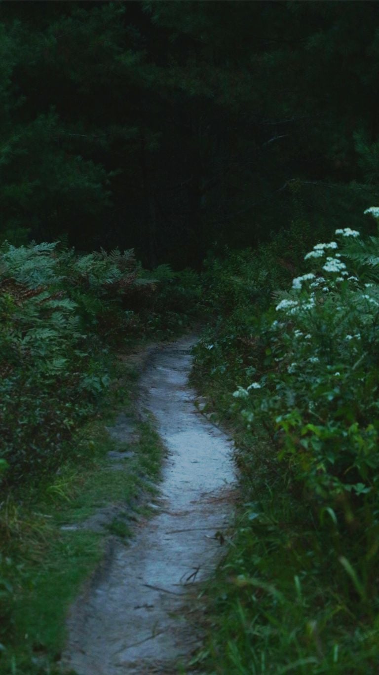 A tranquil forest trail lined with greenery and wildflowers in Algonquin Park, Ontario.